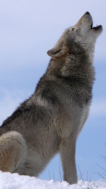 Howling Can Be Heard From 10 Miles Away