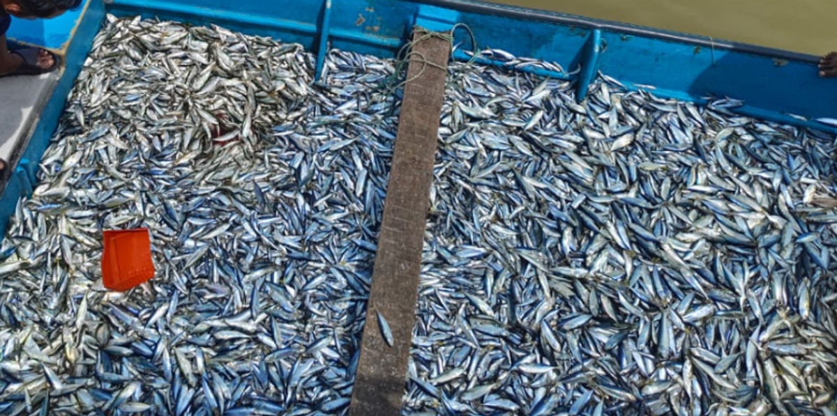 1000 kg of small fish caught in violation of law and taken into custody by Fisheries Department