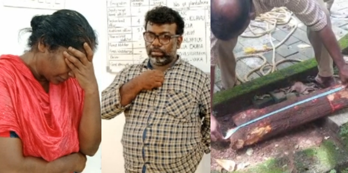 Kollam sandalwood tree theft case forest department arrest suspected woman and man from thiruvananthapuram