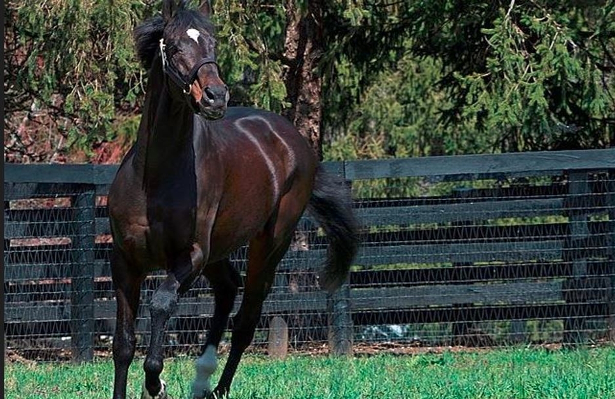 Fusaichi Pegasus Worlds Most Expensive Horse akb