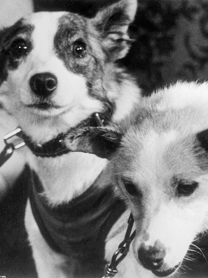 Belka and Strelka