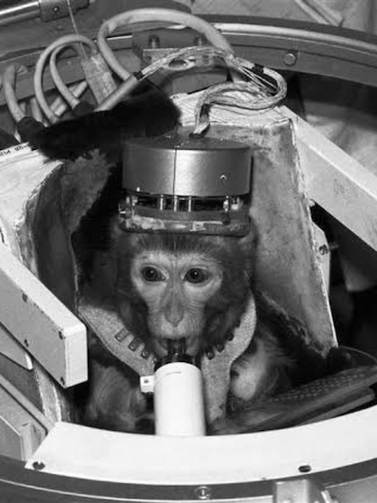 Albert II the monkey