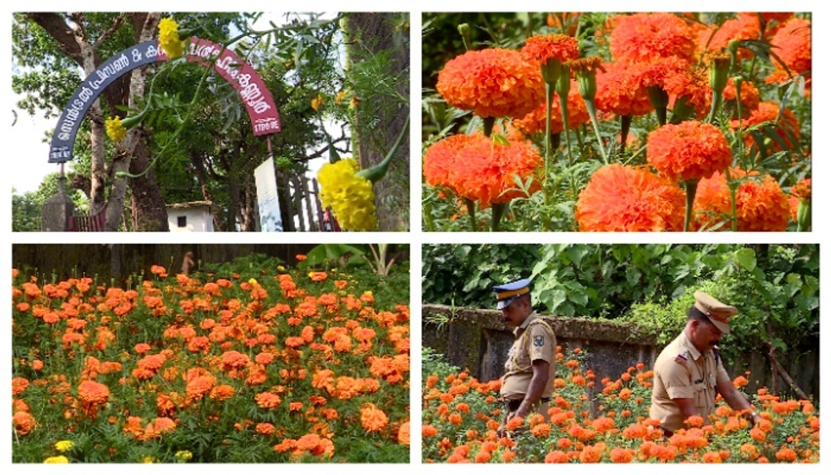 chendumalli flowers from kannur sub jail onam celebration 