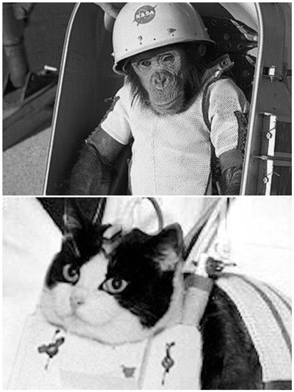 Tortoise to monkey: 7 Animals that went to space before humans