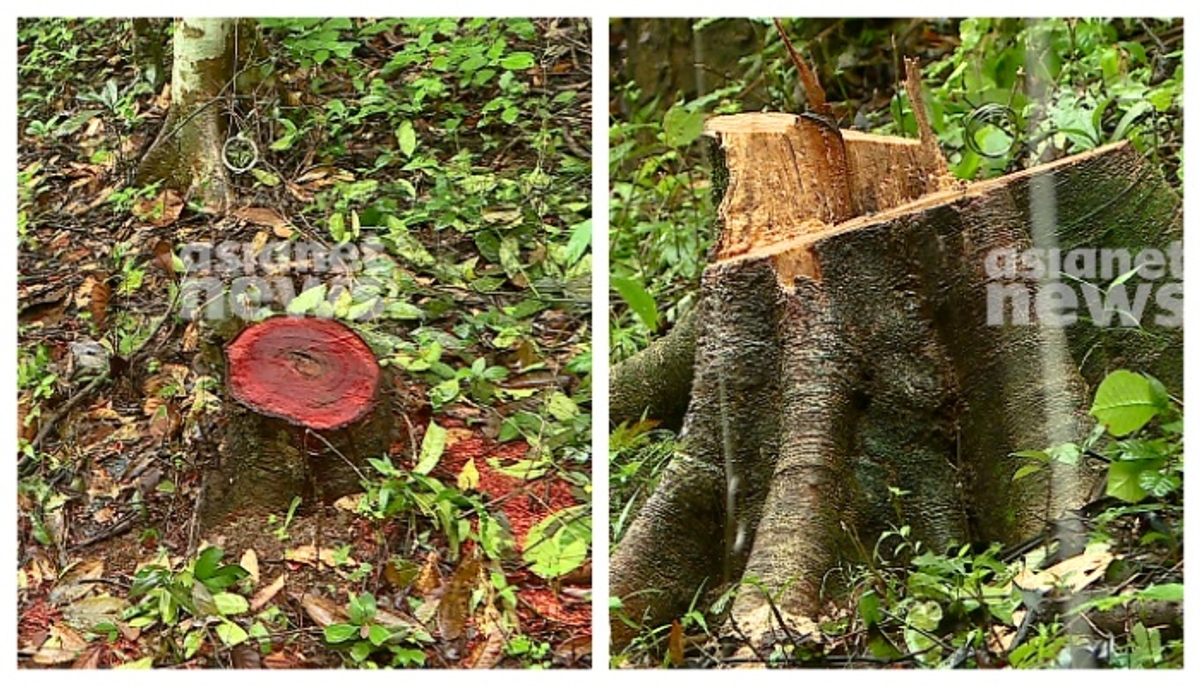 thalapuzha tree felling action against 3 forest officers suspended by forest department for cutting 73 trees 