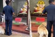 Ganesh Chaturthi Dog Worships Idol Heartwarming Video Goes Viral vel