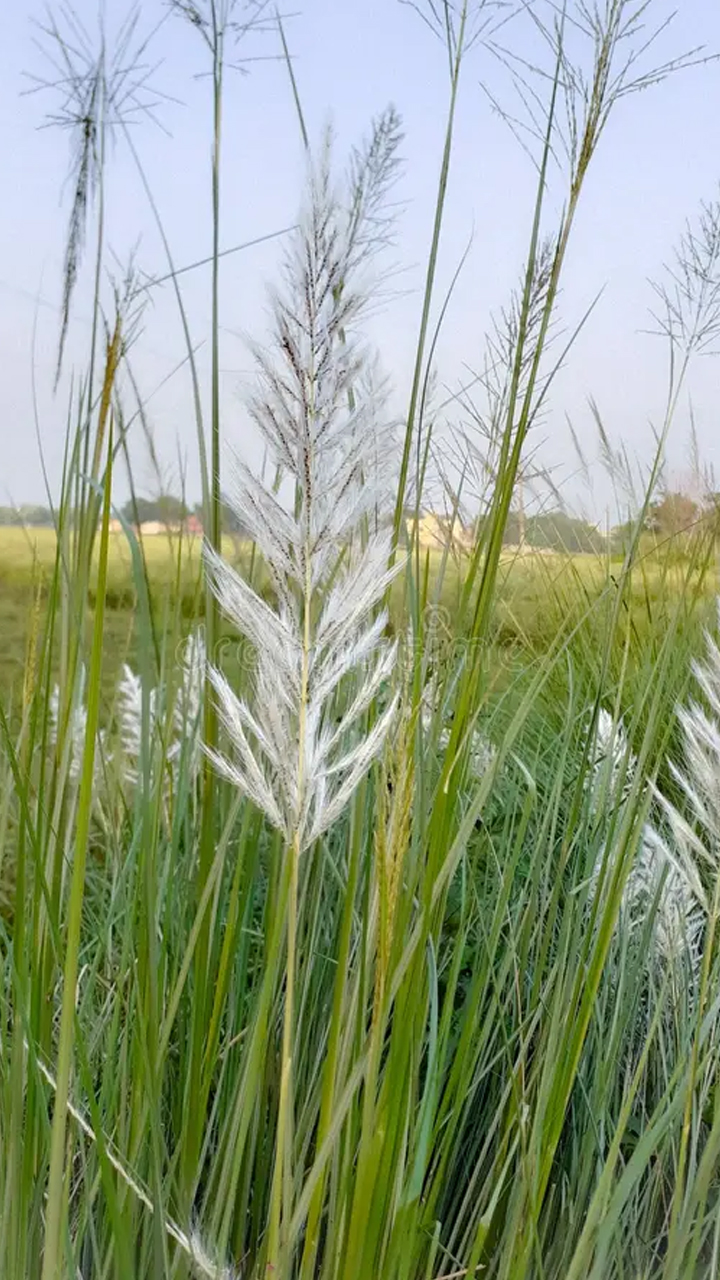 5 differences between Durva grass and Kusha grass which best for Lord Ganesha