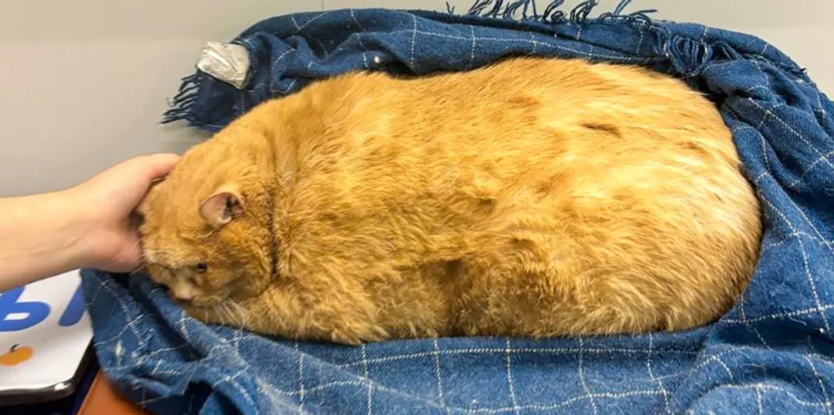 rescue cat named Crumbs weighed 18 kilo and was unable to walk 