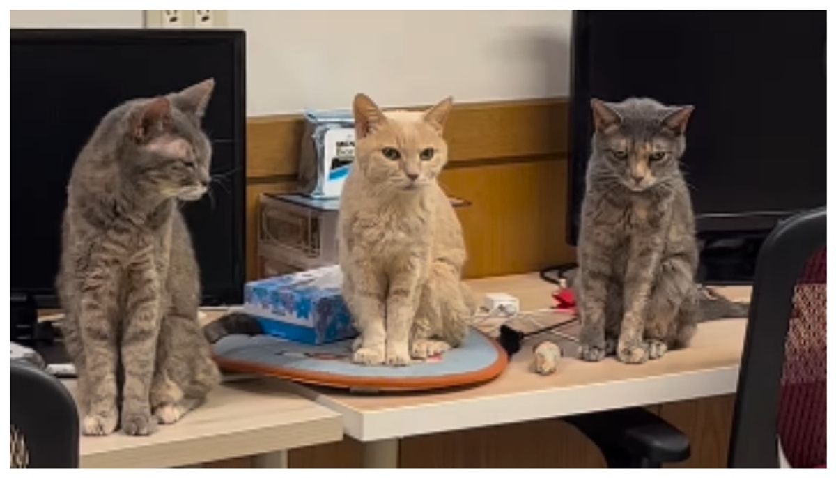 Japanese tech company raises 10 cats in its office to increase employee productivity