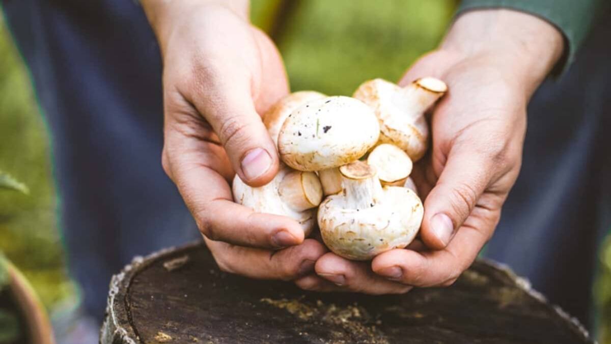 dangers of eating mushrooms during rainy season in tamil mks