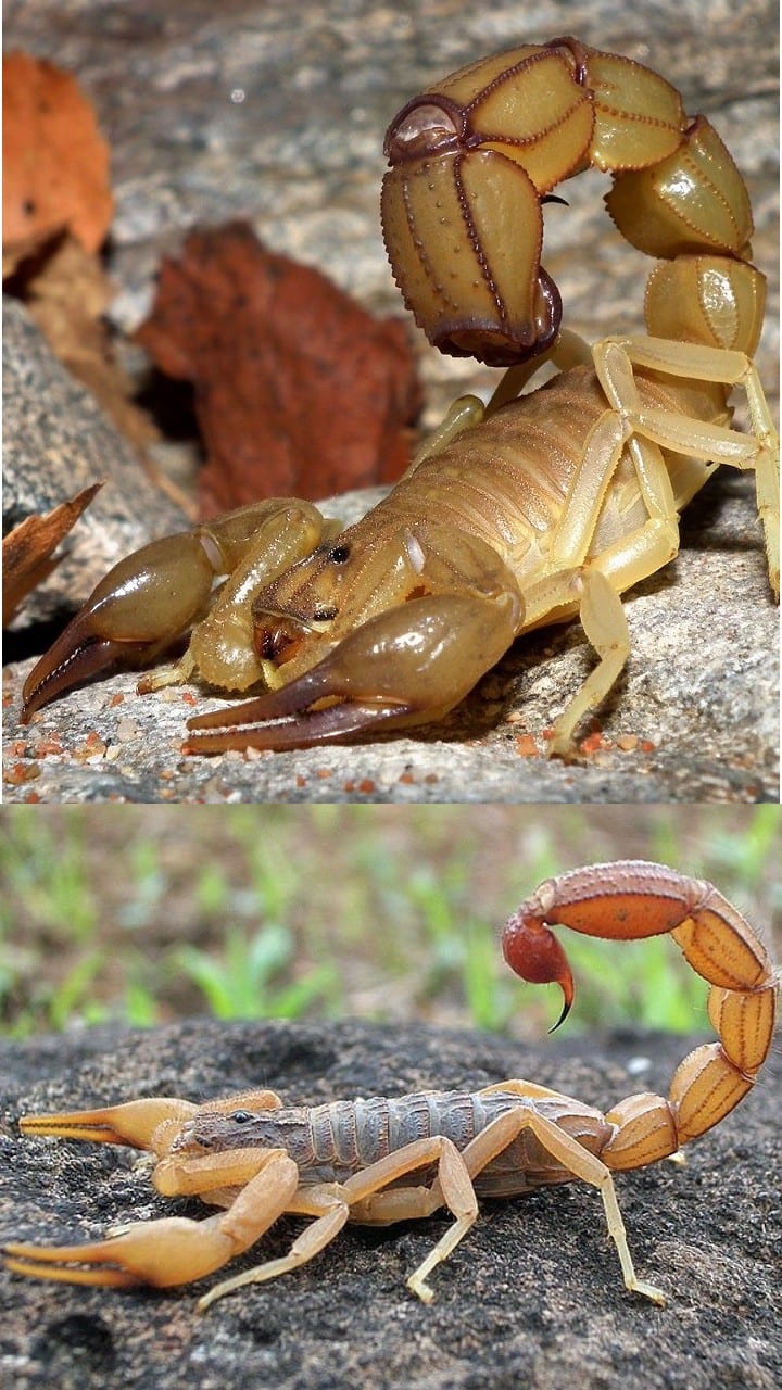 9 Most Venomous Scorpions in the World: Symptoms and Habitats anr