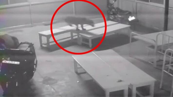 panther entered jaipur hospital in chomu video viral