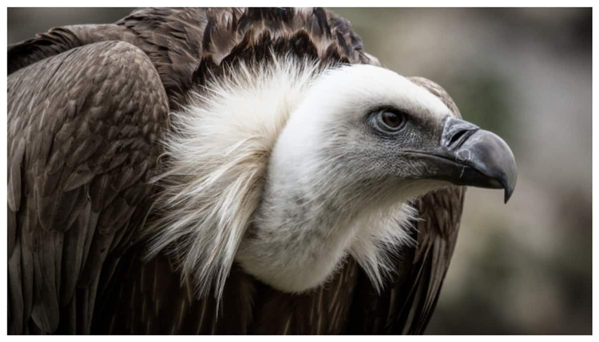 World Vulture Day Destruction of Indian vultures has increased human death rate by more than 4 per cent Study