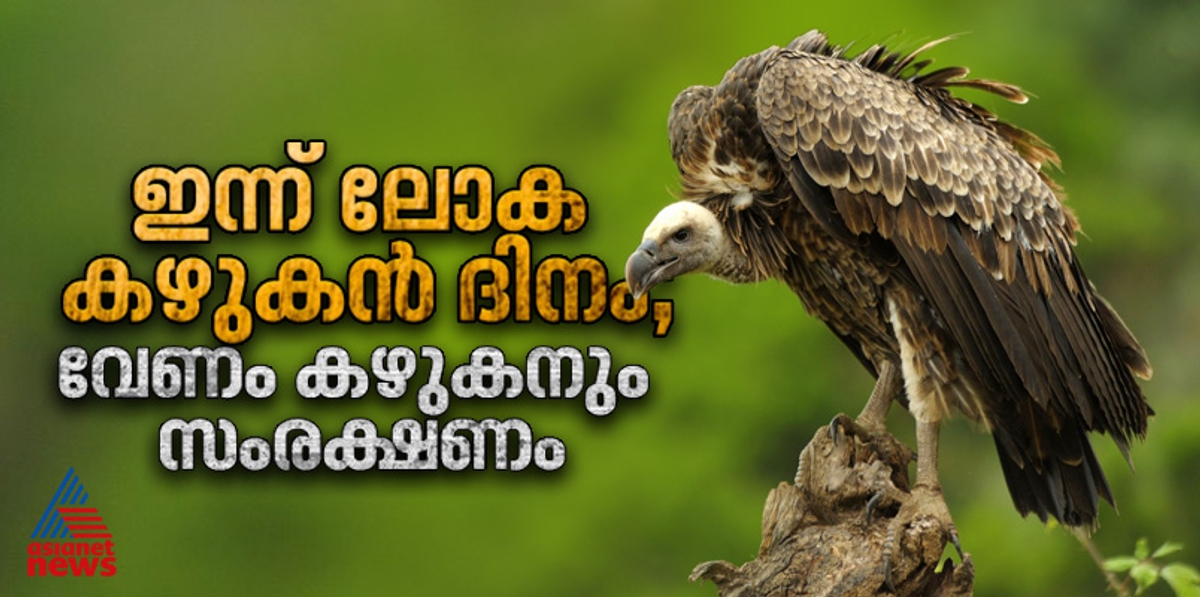 World Vulture Day Destruction of Indian vultures has increased human death rate by more than 4 per cent Study