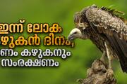 World Vulture Day Destruction of Indian vultures has increased human death rate by more than 4 per cent Study