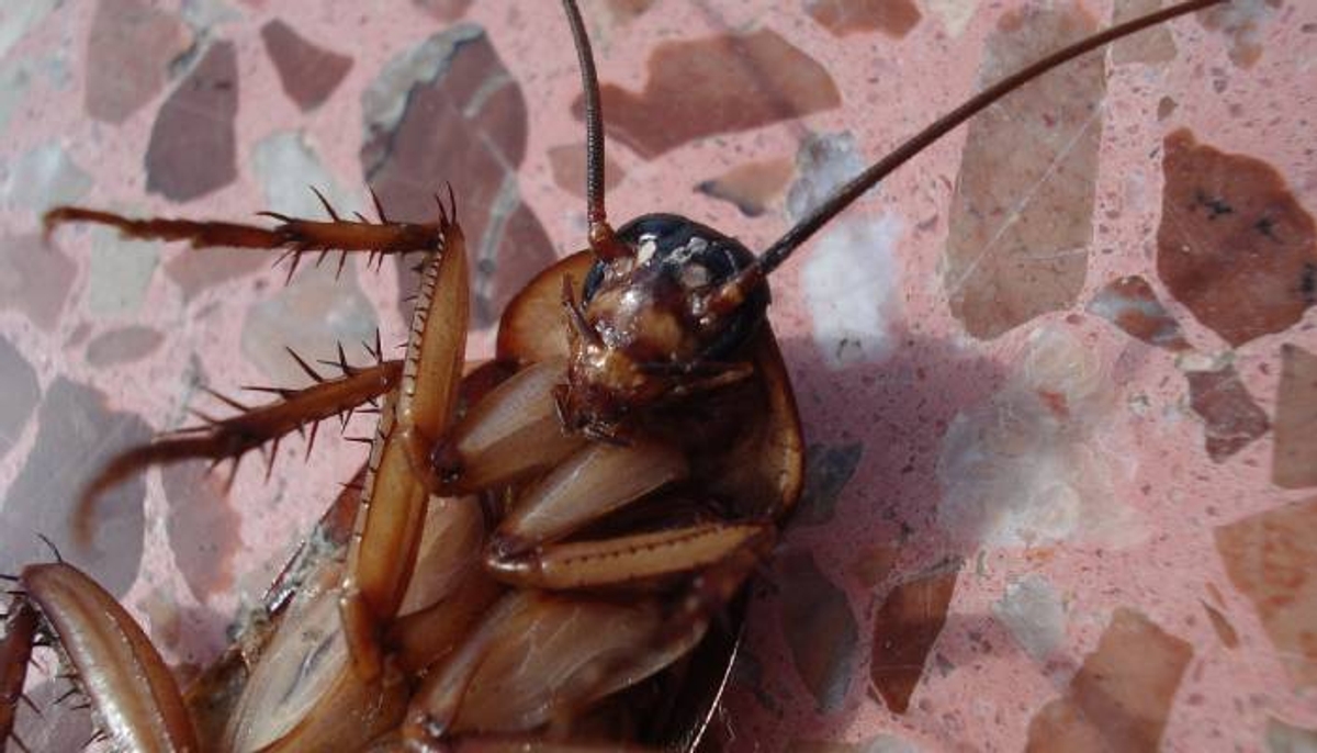 Chinese man inhaled cockroach then this happened  