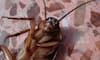 Bizarre case in China: Cockroach discovered living inside man's body RTM