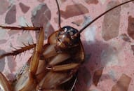 Bizarre case in China: Cockroach discovered living inside man's body RTM