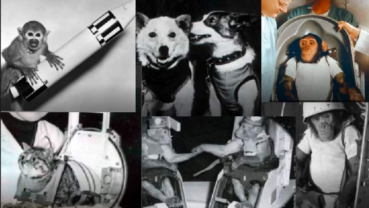 Here are 9 animals that traveled to space before humans akb