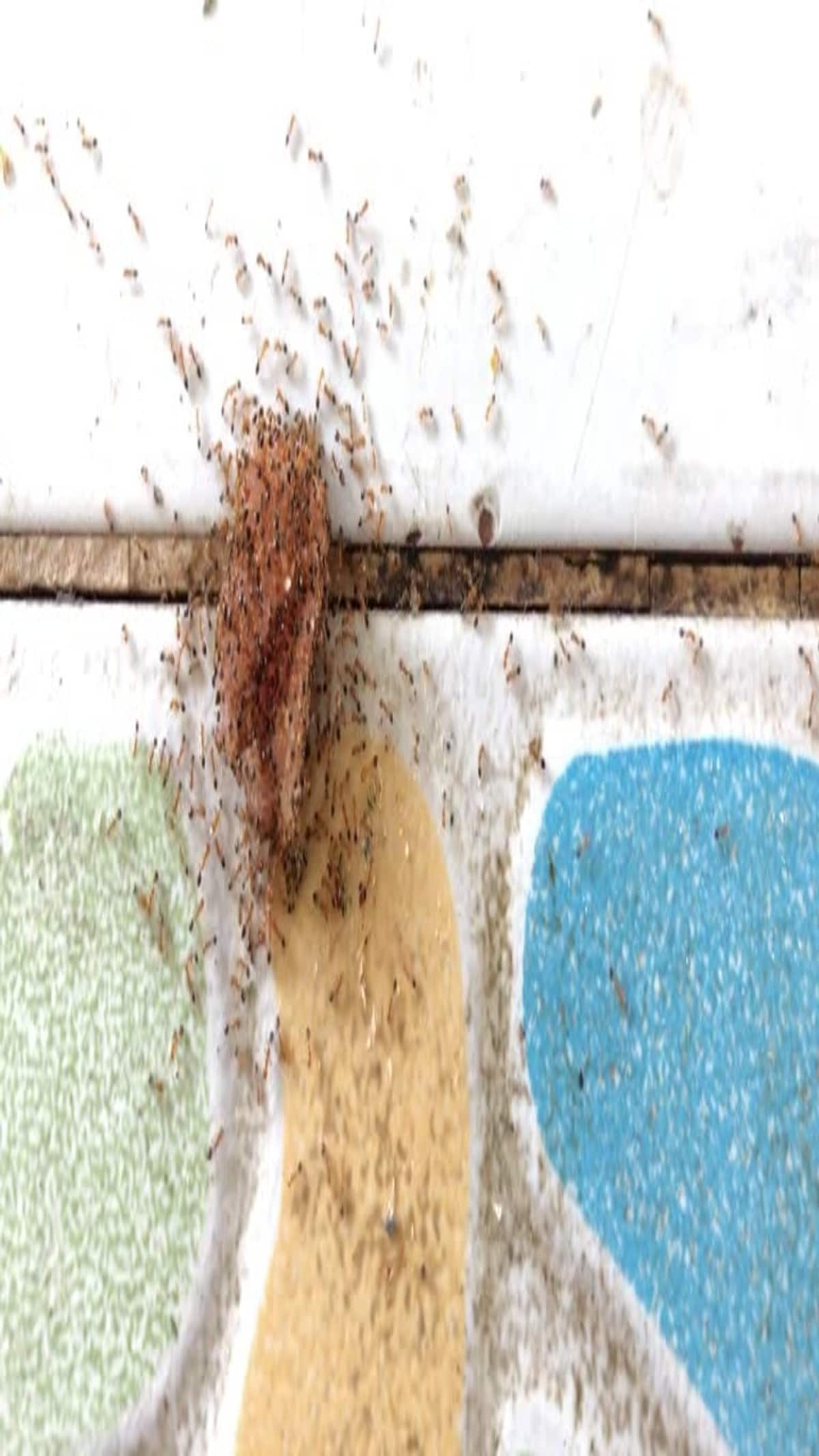 natural-ways-to-get-rid-of-ants-in-the-kitchen