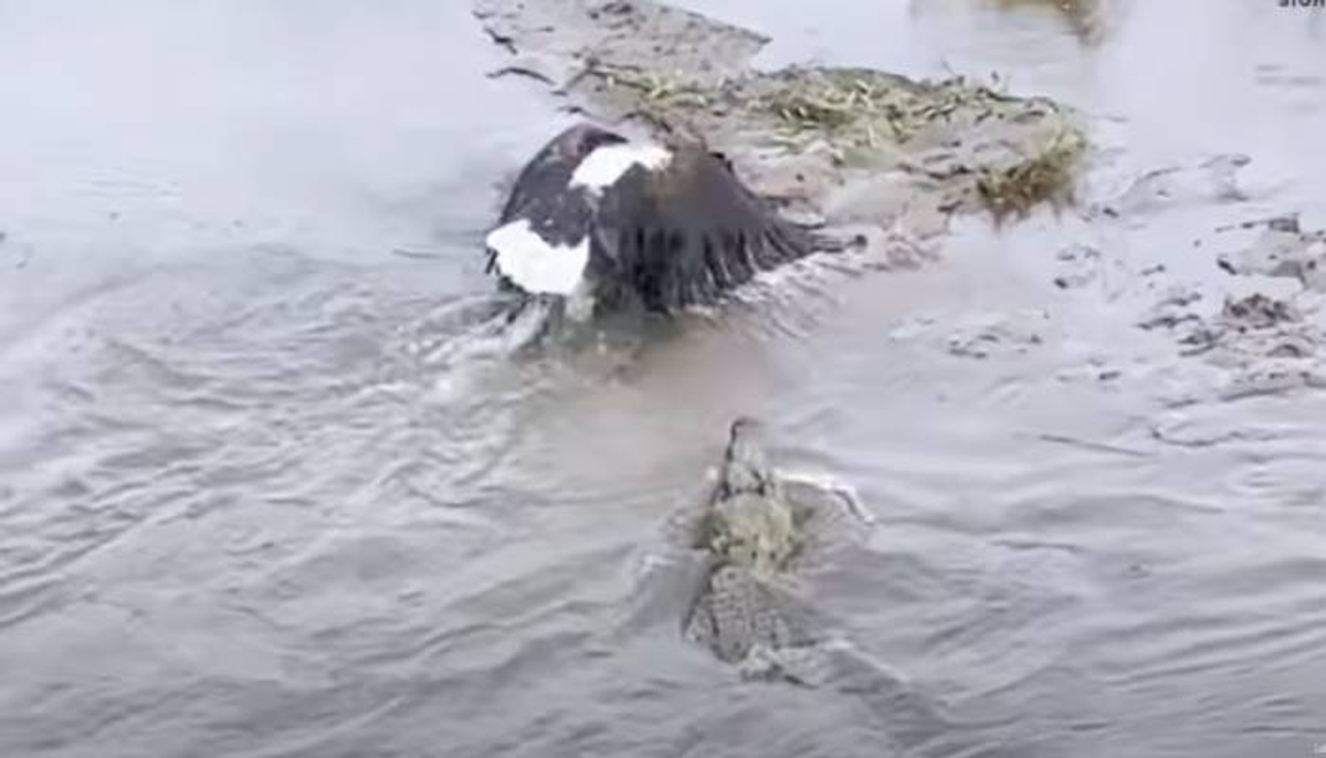 eagle try to steal prey from crocodile 