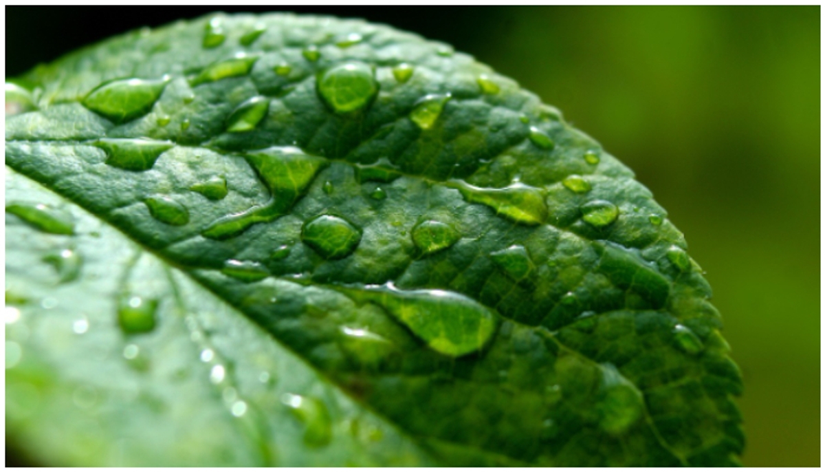 Acid Rain Explained: What it is and it's impact on the Environment NTI