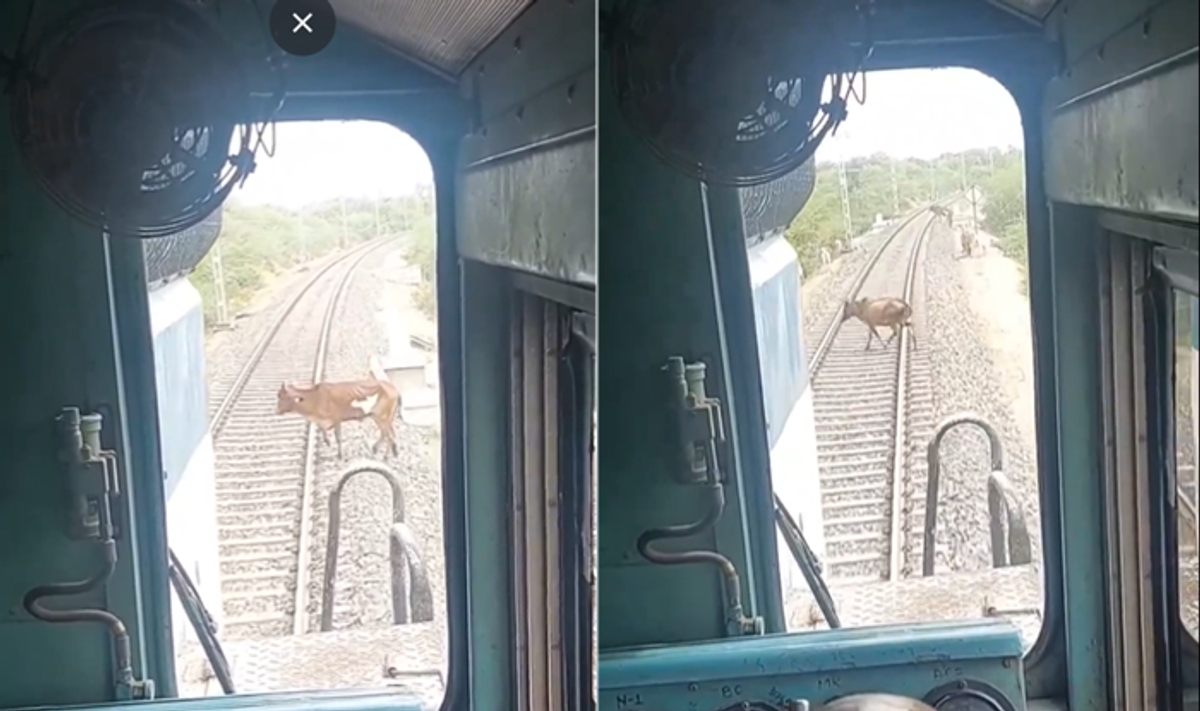 Loco pilots stops express train to saves cow on railway track captured video ckm