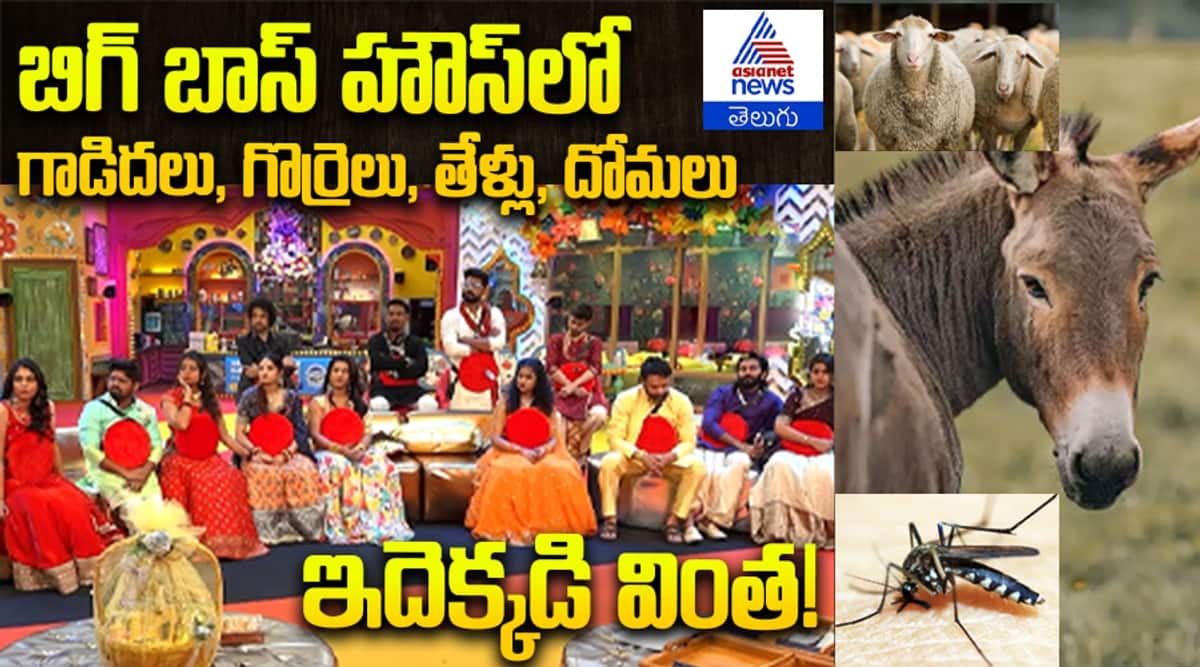 బిగ్ బాస్ హౌస్‌లో గాడిదలు, గొర్రెలు, తేళ్లు దోమలు ఇదెక్కడి  వింత!