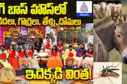 Bigg Boss Telugu 8 Wild Animals Enter the House