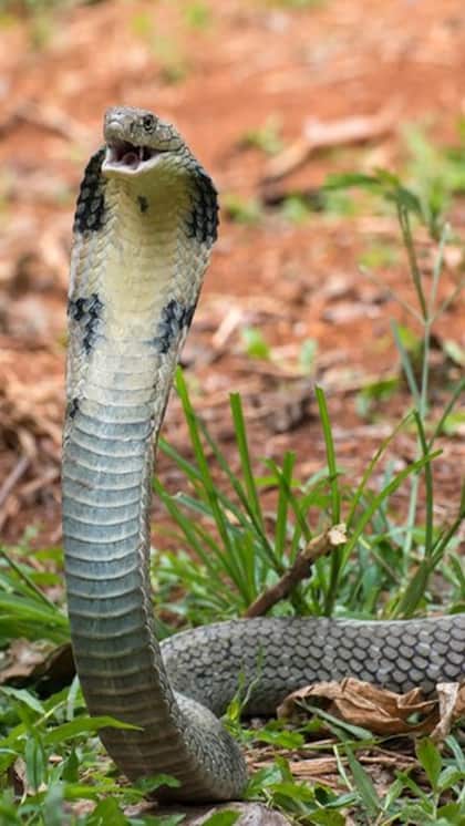 The true identity of the King Cobra revealed