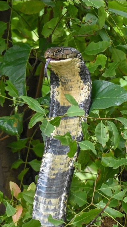 188-year-old myth about King Cobra broken
