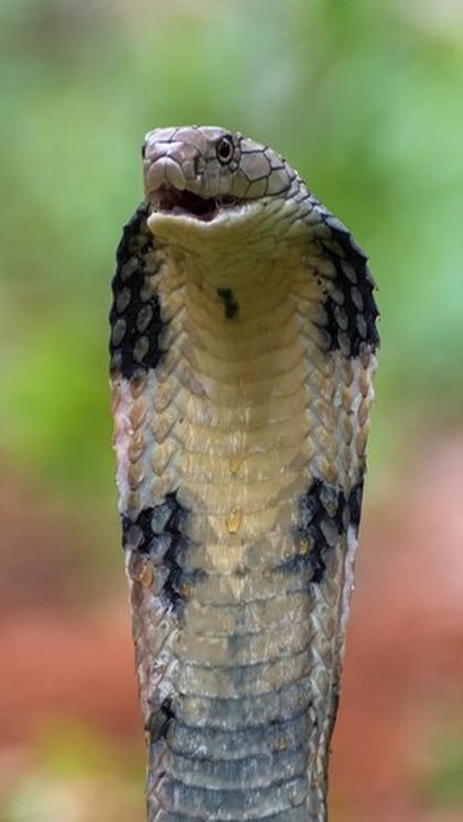 King Cobra