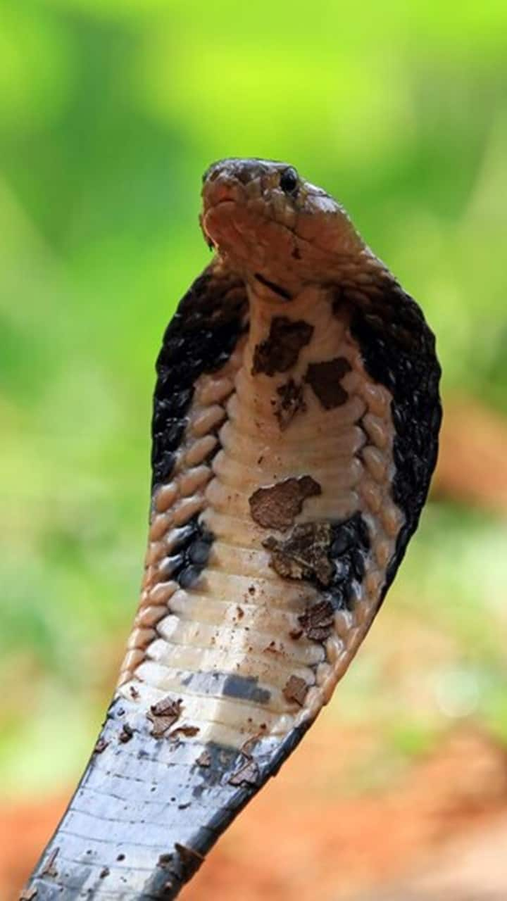 King Cobra Discovery Debunks 188 Year Old Myth Four New Species from karnataka's kalinga centre for rainforest ecology gow