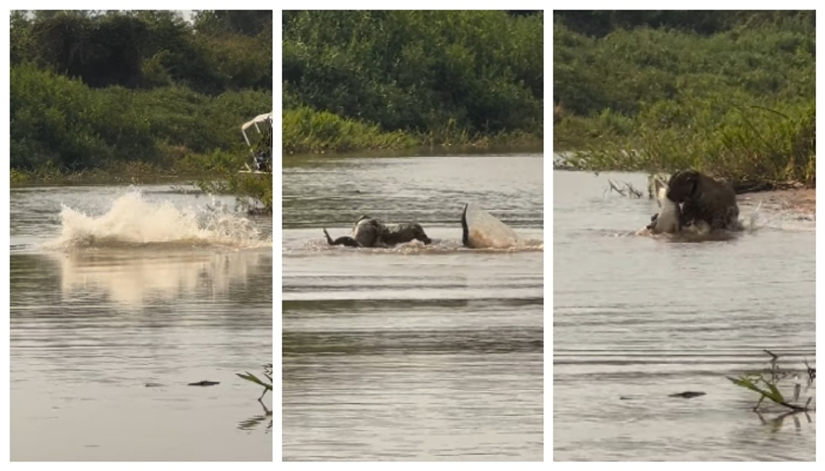 video of a under water fight between a crocodile and a Jaguar goes viral in social media 