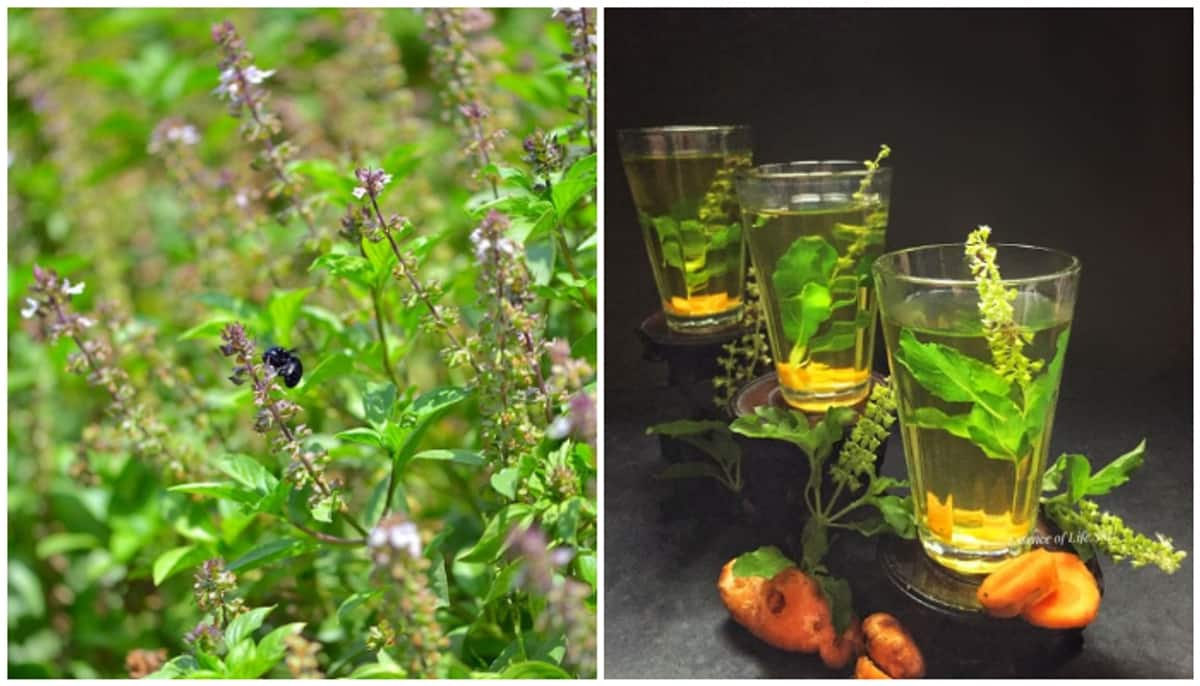 Reducing stress to purifying blood: 5 Powerful health benefits of Indian Tulsi RTM