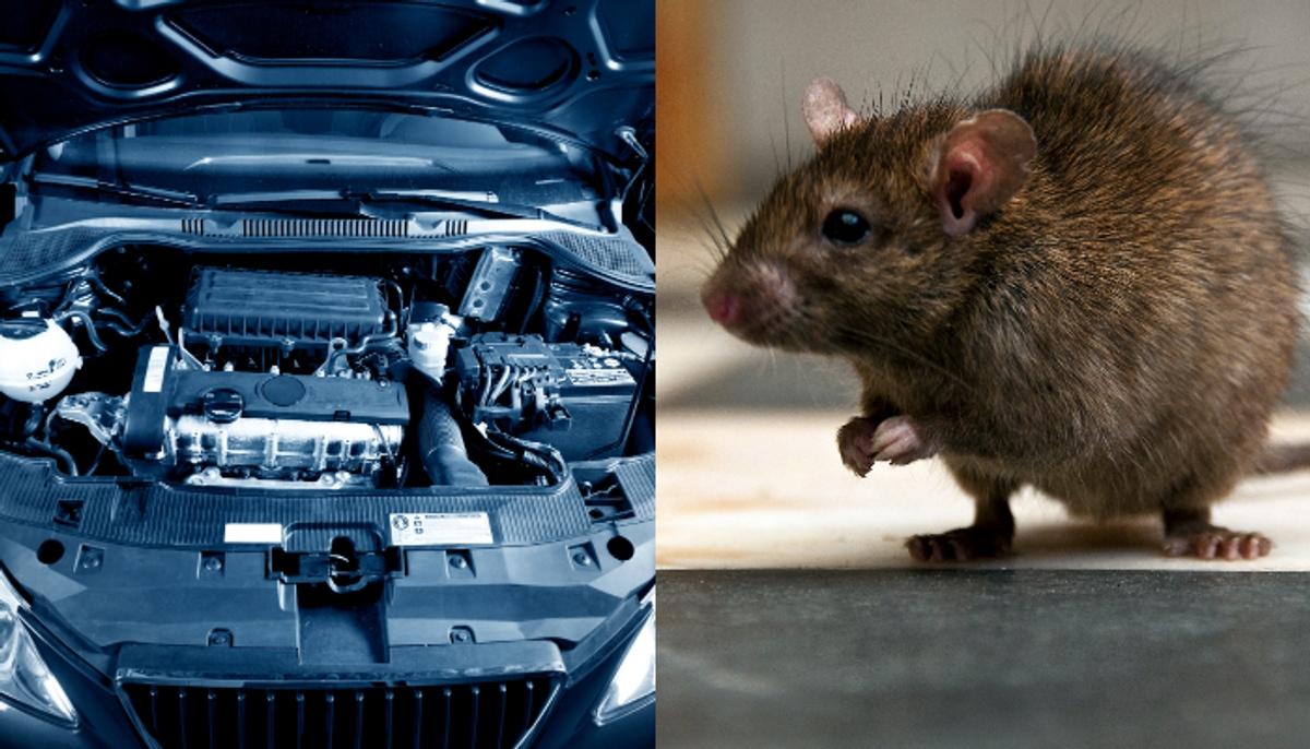 Details of best ultrasonic rat repellent system for cars