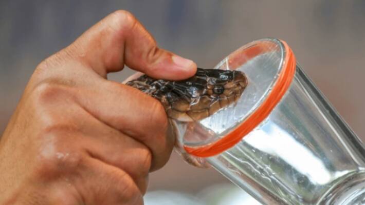 case of cobra snake