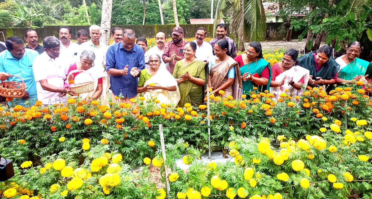 Harvesting of the flower cultivation in the backyard of Agriculture Minister P Prasad was done