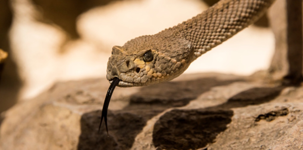 man hospitalized after getting bitten from Venomous snake police rescue more than dozen snakes from his home 