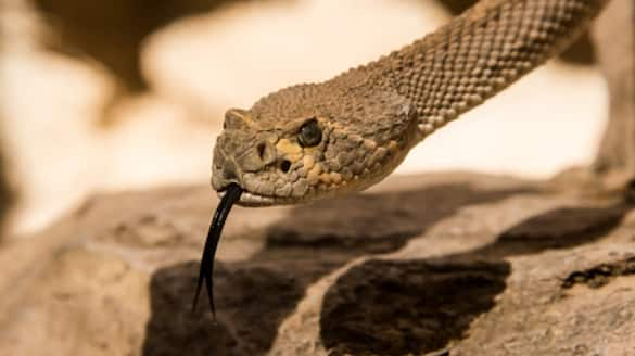 These plant attract snakes more VNR