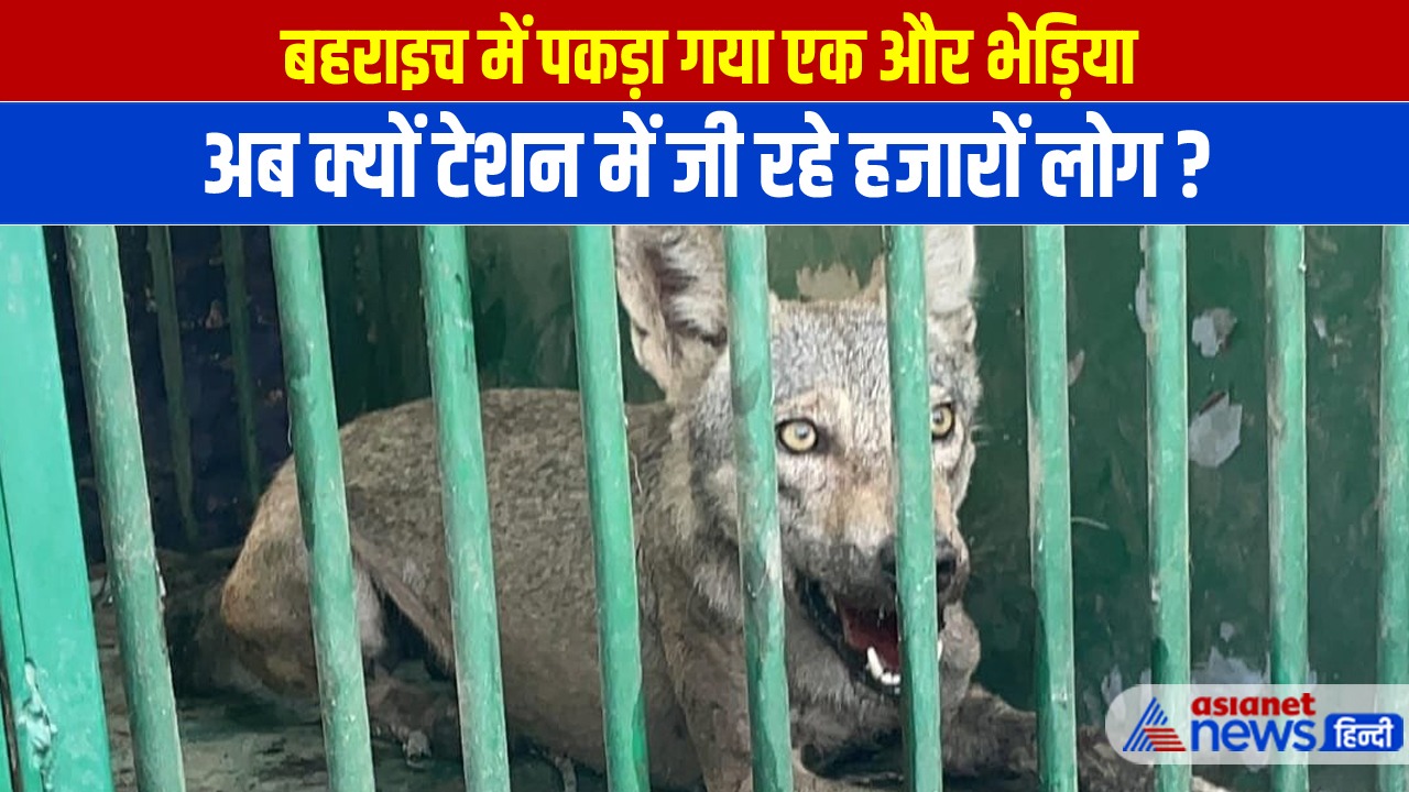 बहराइच: पकड़ा गया भेड़ियां फिर भी नहीं खत्म हुआ खौफ, क्यों दहशत में हजारों लोग