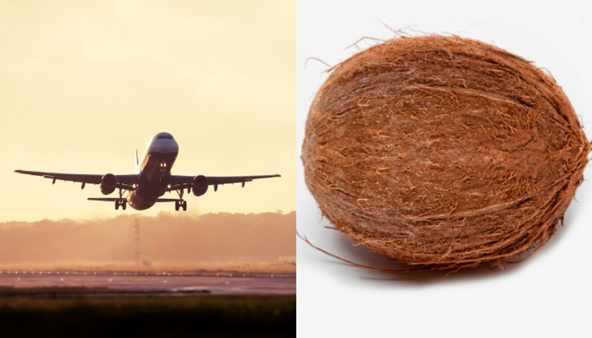 Can carry coconut to a flight? What happened carry coconut with you in flight?