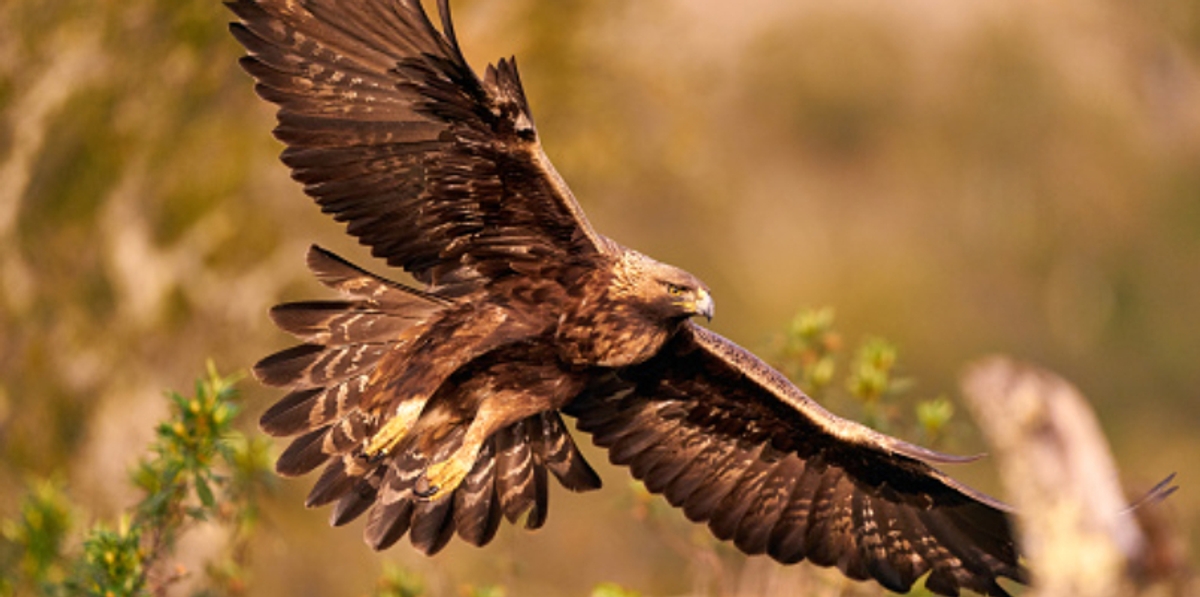 golden eagle attacked a toddler fourth such attack on humans in the past week shot dead 