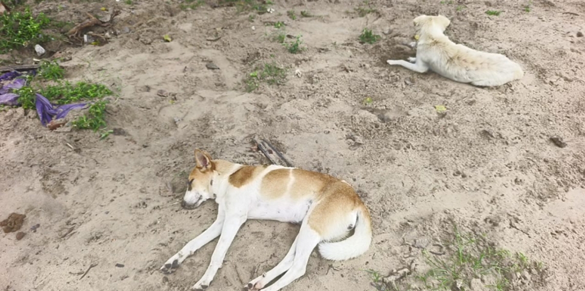 Dozens of dogs crippled in Payalkulangara temple grounds followed by 11 deaths  suspected to have been poisoned