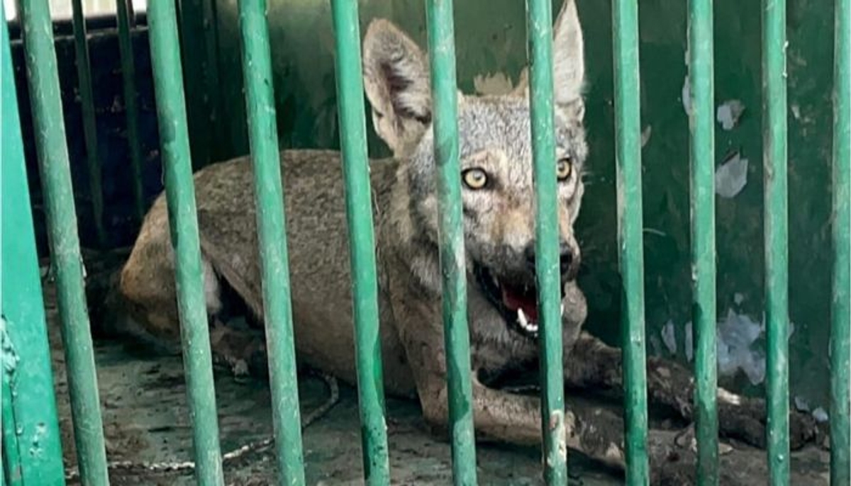 Fifth Wolf caught In Uttar Pradesh s Bahraich Hunt Continues for next Predator mrq