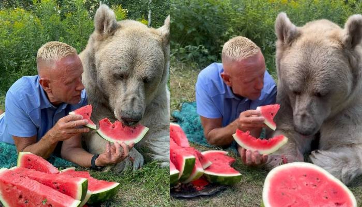 man feeds water melon to a bear video 