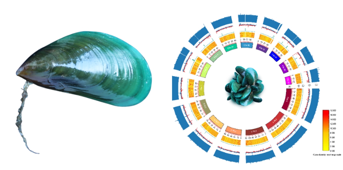 Blue Mussel Genetic Secrets 49,654 Protein Coding Genes Including Cancer Resisting Genes Unlocked by CMFRI Crucial for Cancer Research