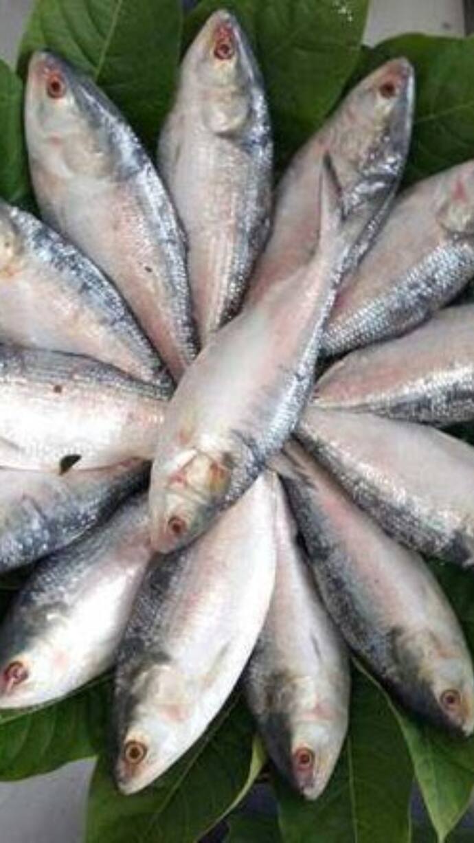 hilsa fish 