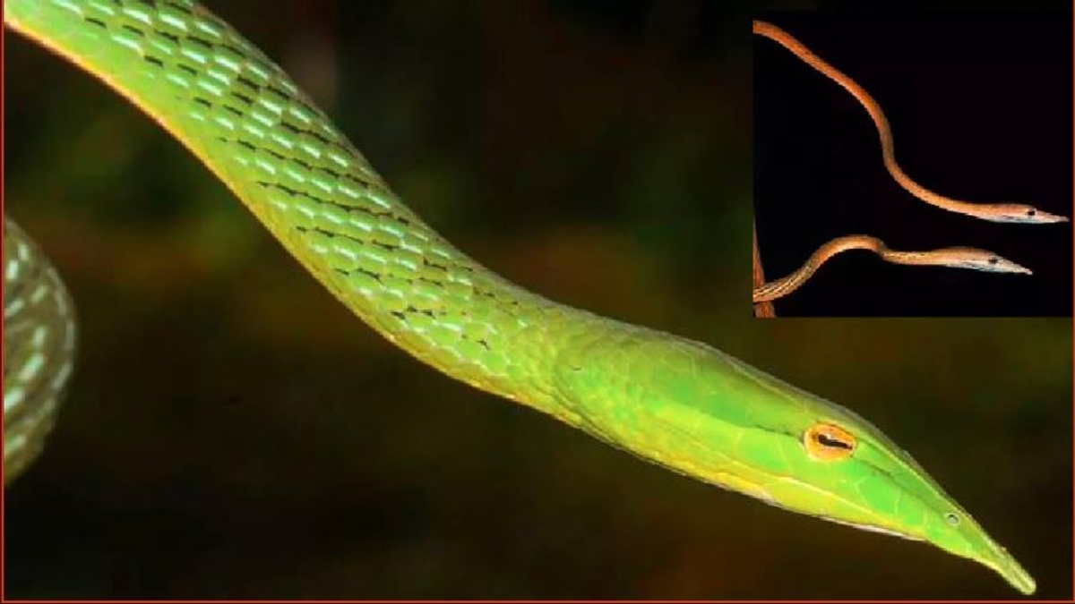 Snouted Vine Snakes A new species of snake discovered in Bihar akb