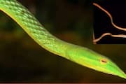 Snouted Vine Snakes A new species of snake discovered in Bihar akb